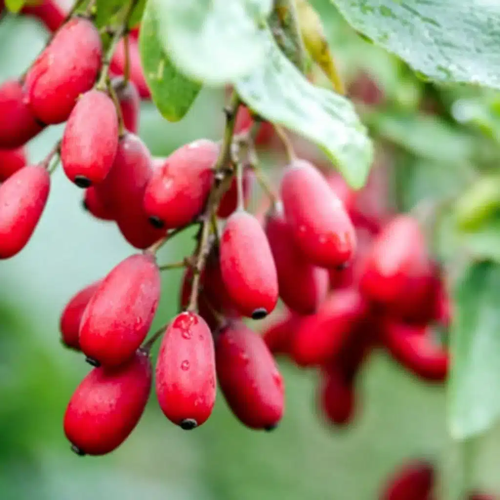Berberine